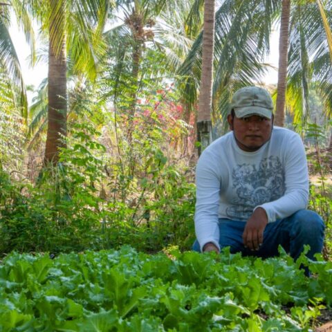 Farm produce in Oaxaca